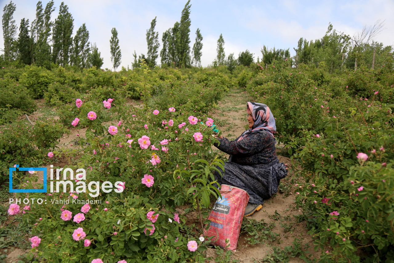 برداشت گل محمدی از باغات خراسان شمالی