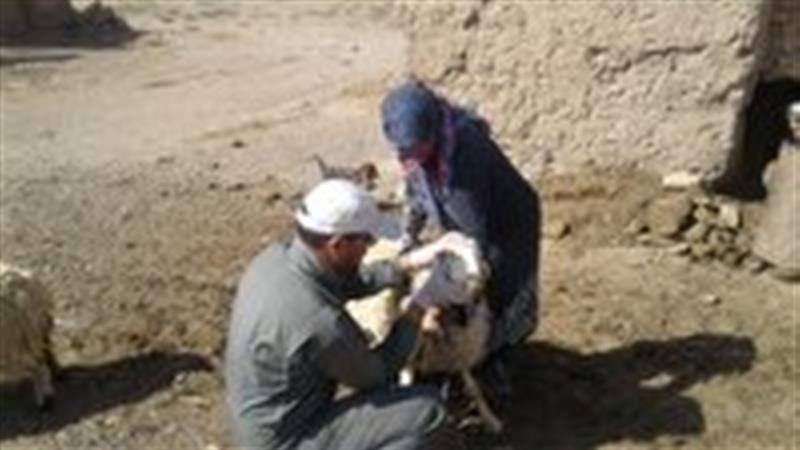 واکسیناسیون ۲۸۳ هزار رأس دام علیه بروسلوز در خراسان جنوبی