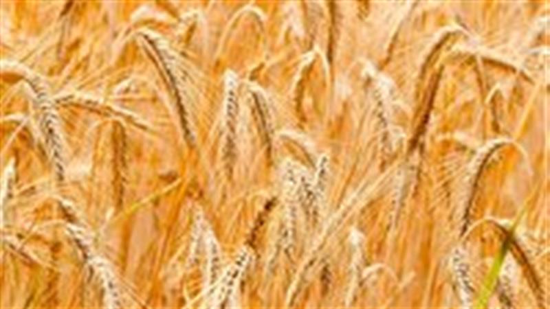 خرید تضمینی هزار و ۵۰۰ تن گندم از کشاورزان خراسان جنوبی