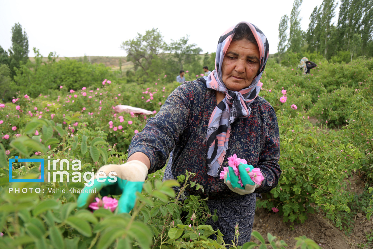 برداشت گل محمدی از باغات خراسان شمالی