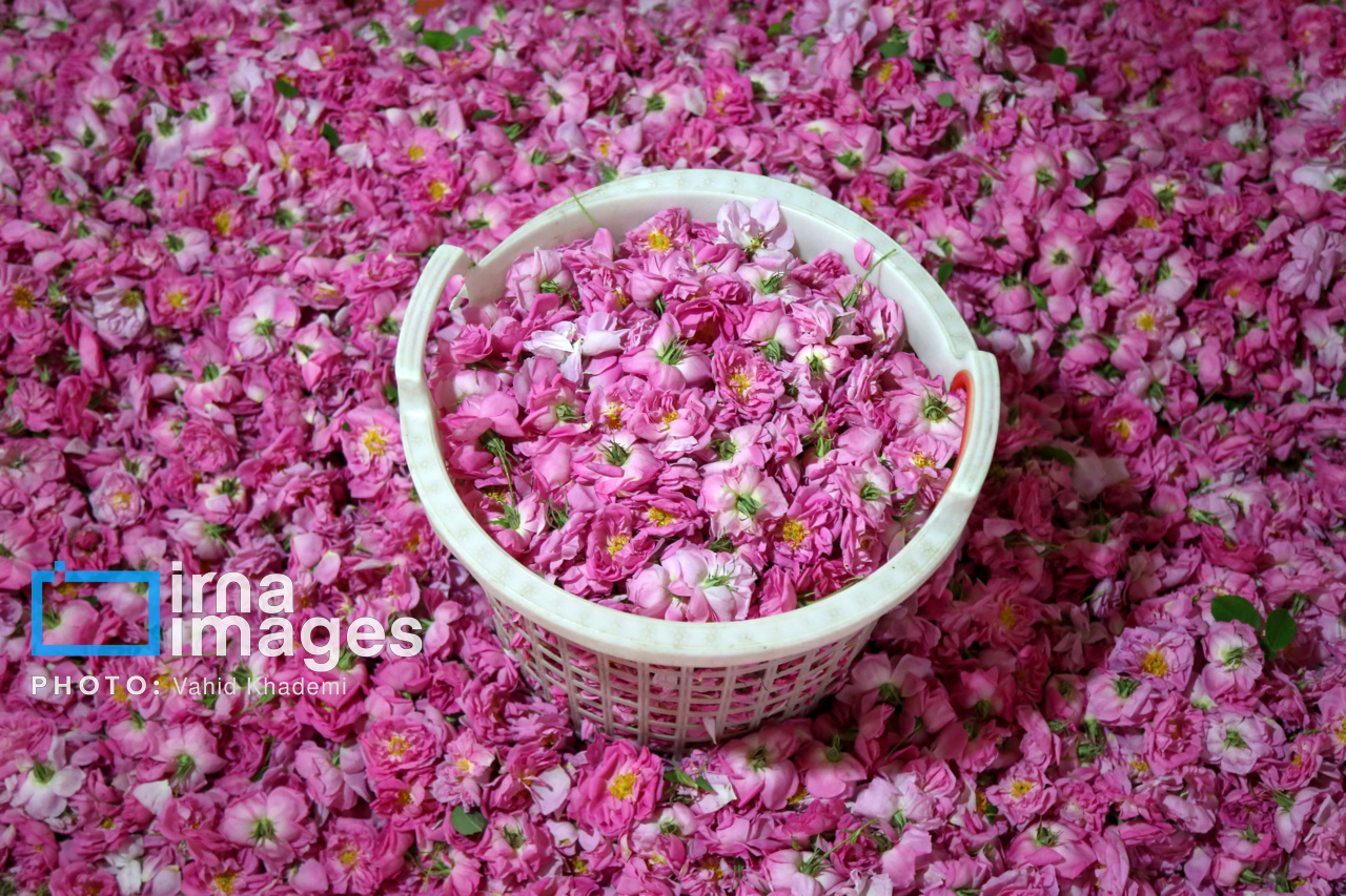 برداشت گل محمدی از باغات خراسان شمالی