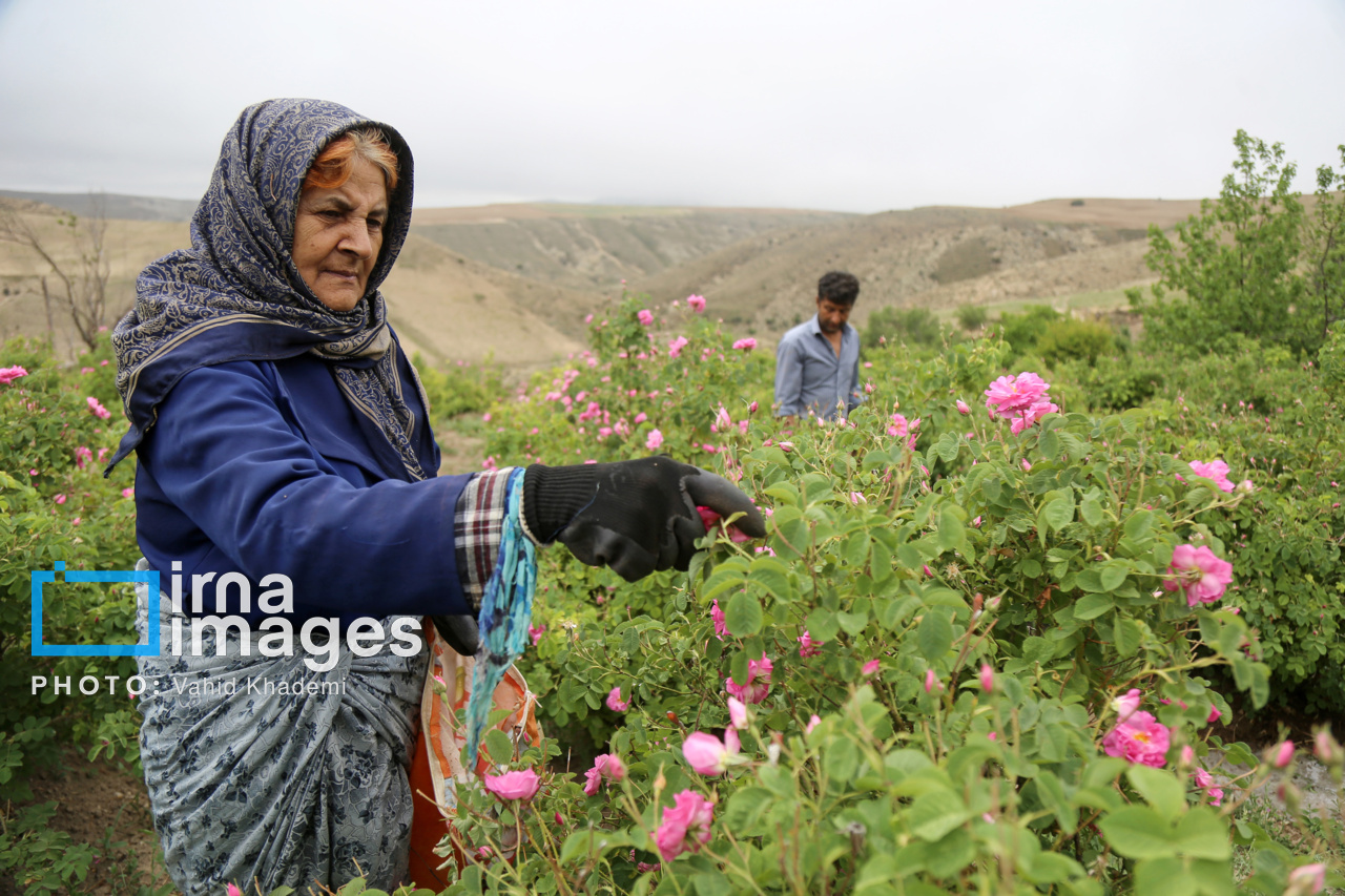برداشت گل محمدی از باغات خراسان شمالی