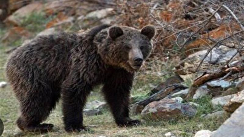 حمله خرس به یک جوان روستایی در ارتفاعات کوسالان