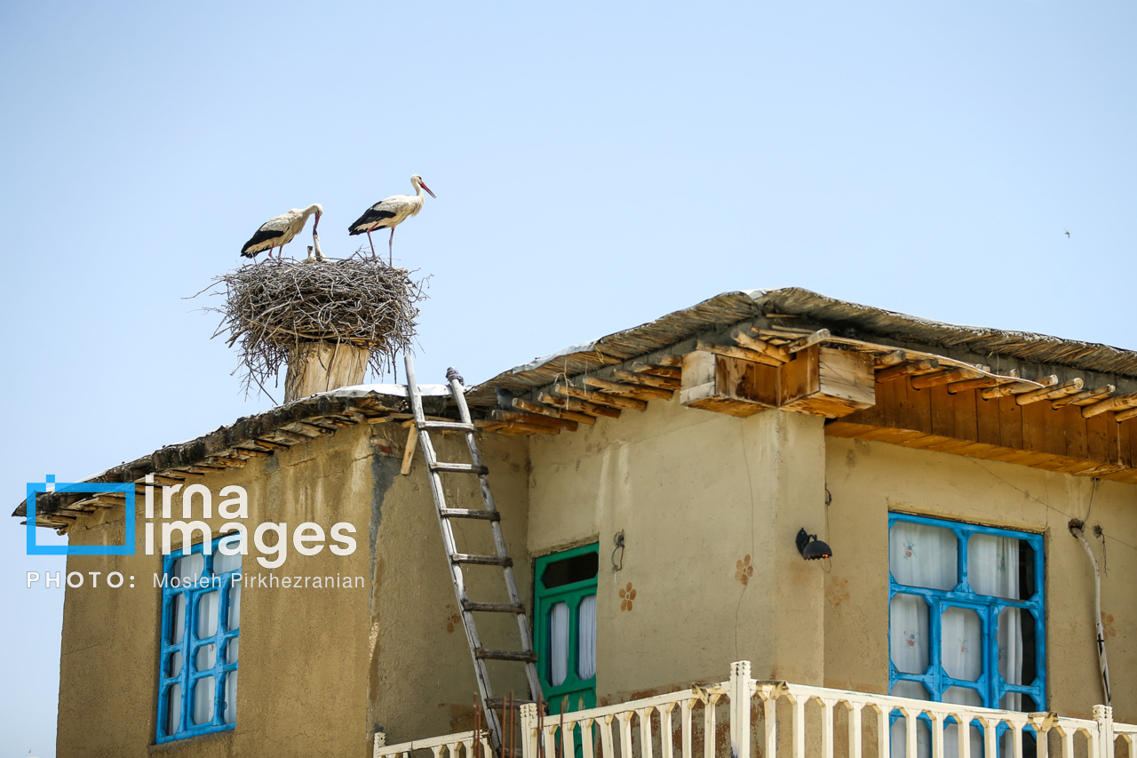 حال خوب لکلکها در زریبار
