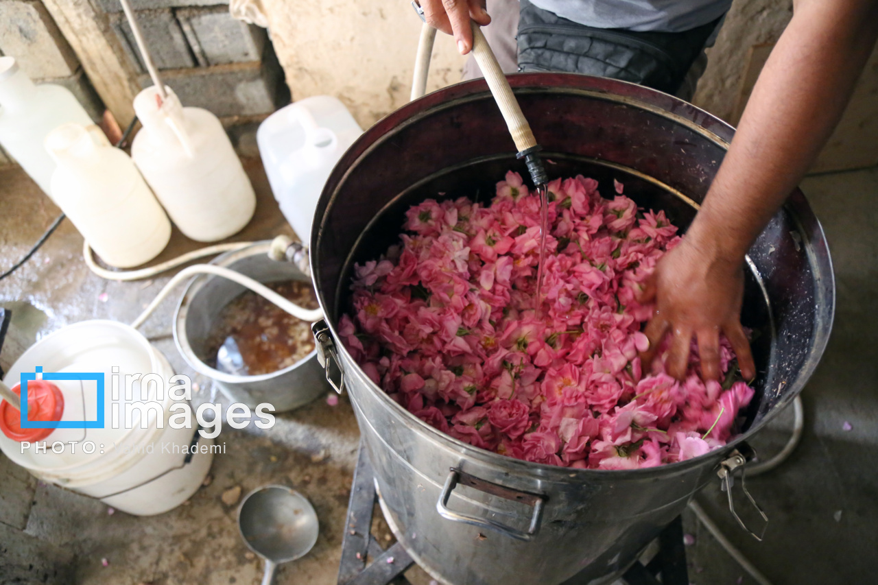 برداشت گل محمدی از باغات خراسان شمالی