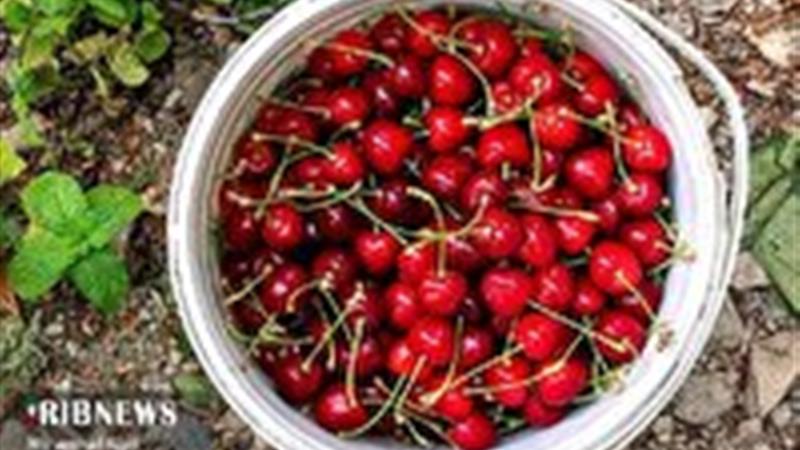 پیشبینی برداشت ۱۰ هزار تن گیلاس در خراسان شمالی