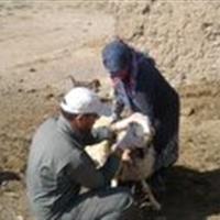 واکسیناسیون ۲۸۳ هزار رأس دام علیه بروسلوز در خراسان جنوبی