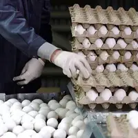 از کاهش قیمت میوه و سبزی تا افزایش قیمت مرغ و تخم‌مرغ 