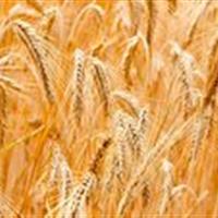 خرید تضمینی هزار و ۵۰۰ تن گندم از کشاورزان خراسان جنوبی