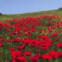 منظره خیره‌کننده دشت شقایق دیلمان