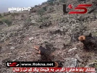 کشتار بلوط‌های زاگرس به قیمت یک گونی زغال