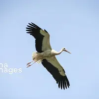  حال خوب لک‌لک‌ها در زریبار