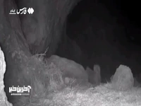  غرش پلنگ در کبیرکوه ایلام