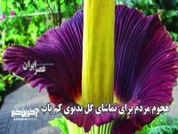 هجوم مردم برای تماشای گل بدبوی کم یاب؛ برخی با گیره بینی آمده‌اند 
