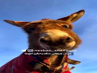 هوش شگفت انگیز الاغ‌ها