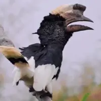 پرنده شگفت انگیز کالائو گونه خاکستری!