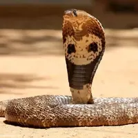 مار شاه کبری بدون نیش زدن از روی بدن یک مرد عبور کرد