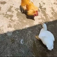 تصاویر جالب از اردکی که جسورانه با خروس دعوایی درگیر شد