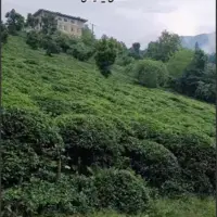 روستای سرسبز و پر از باغ چای در منطقه رانکوه شهرستان املش