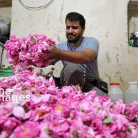 برداشت گل محمدی از باغات خراسان شمالی