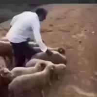 نظریه گله به روایت تصویر 