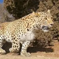 صدای غرش پلنگ کمیاب در کبیرکوه ایلام 