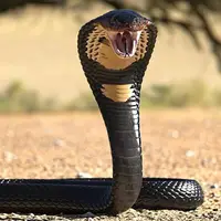 لحظه دلهره آور عبور یک شاه‌کبری فوق العاده خطرناک از روی بدن مرد هندی