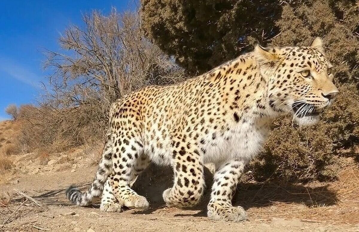 صدای غرش پلنگ کمیاب در کبیرکوه ایلام 