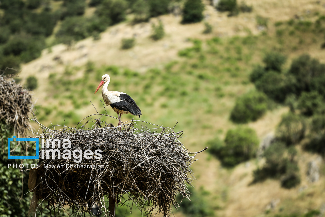 حال خوب لکلکها در زریبار