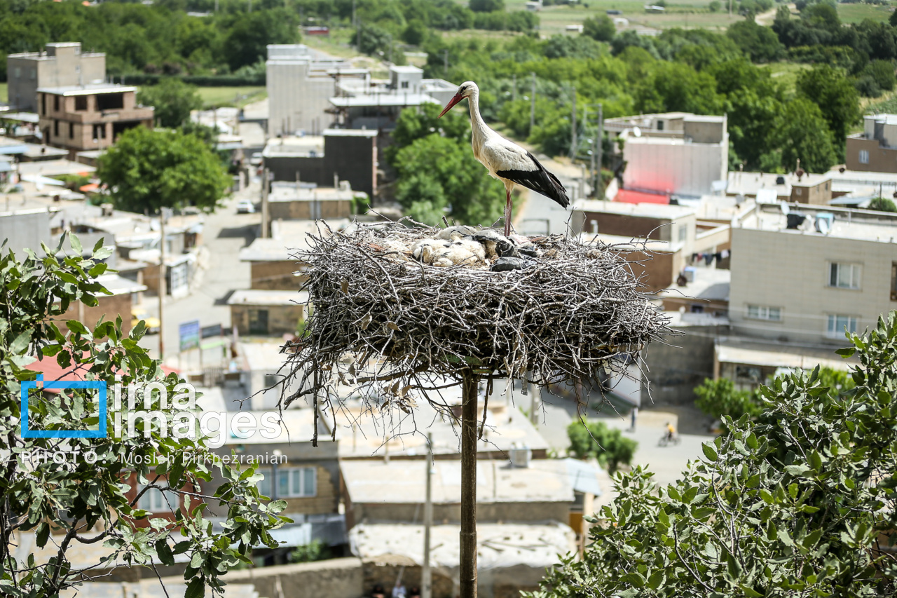 حال خوب لکلکها در زریبار