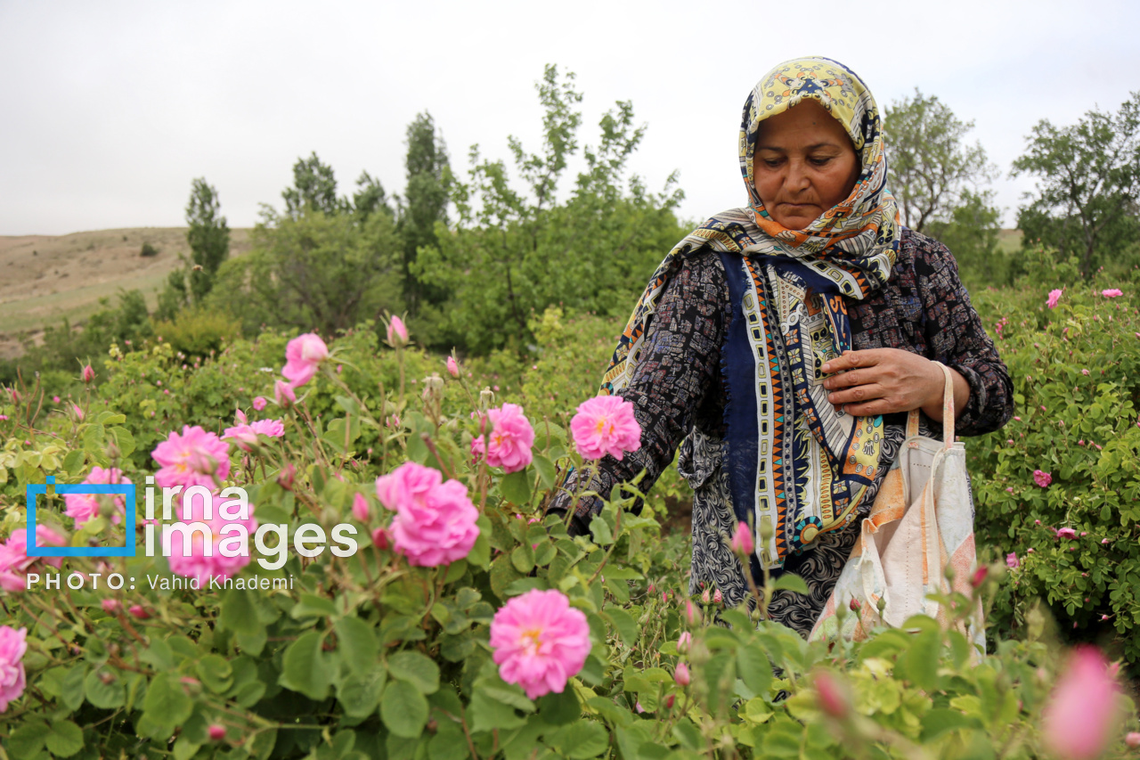 برداشت گل محمدی از باغات خراسان شمالی