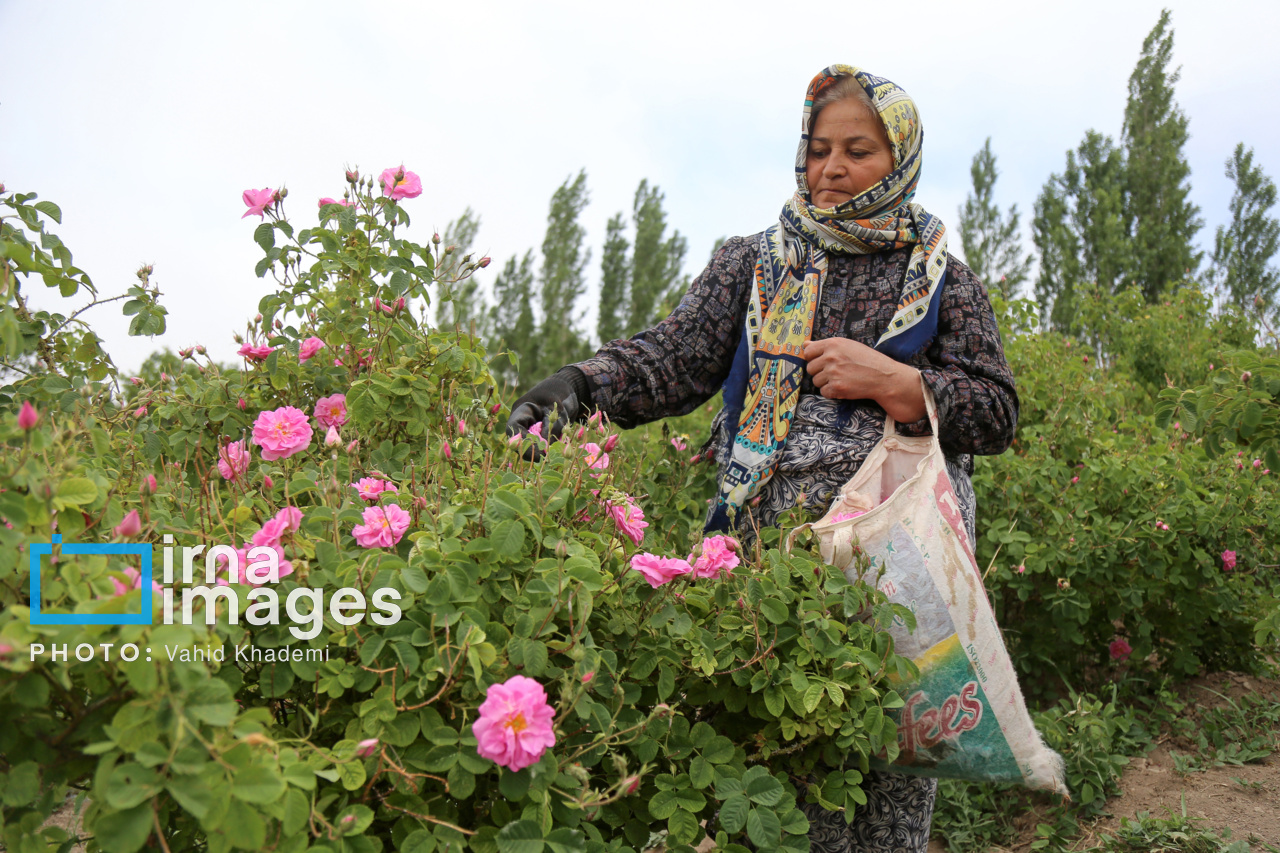 برداشت گل محمدی از باغات خراسان شمالی