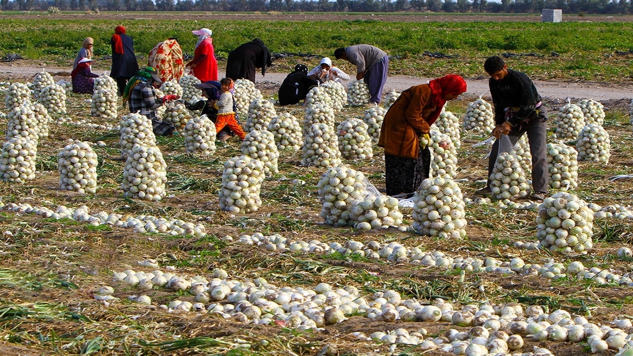 قیمت پیاز اشک کشاورزان را درآورد