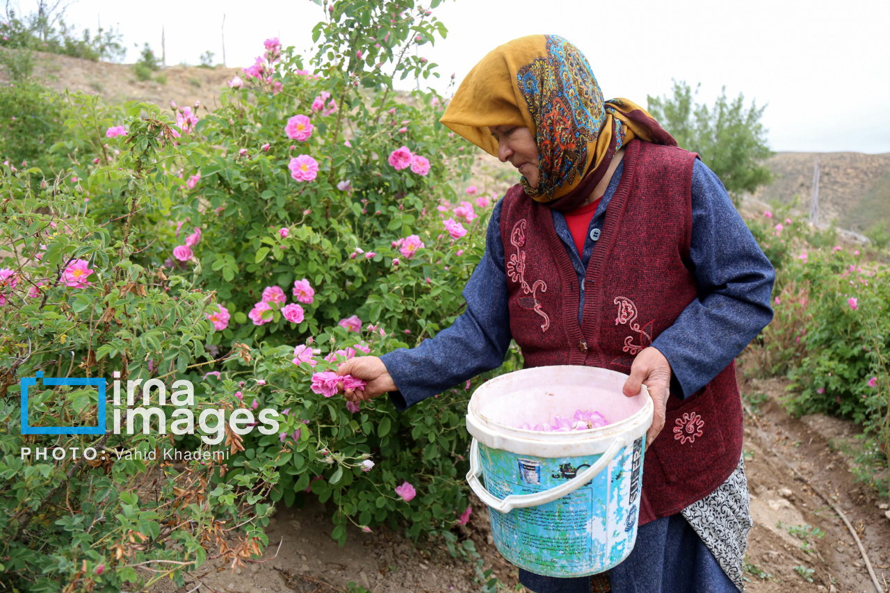 برداشت گل محمدی از باغات خراسان شمالی