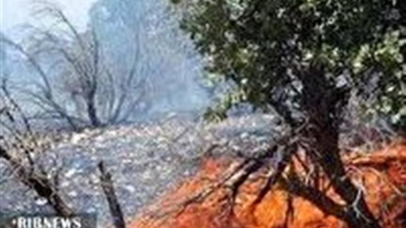 سوختن جنگل‌های بلوط سلسله لرستان در آتش نزاع دو دامدار