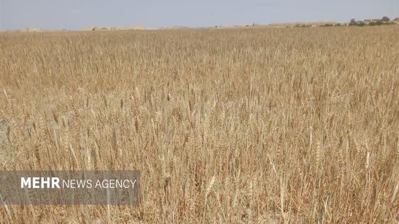 مبارزه با آفت سن گندم در ۳۵۵ هزار هکتار از مزارع کرمانشاه