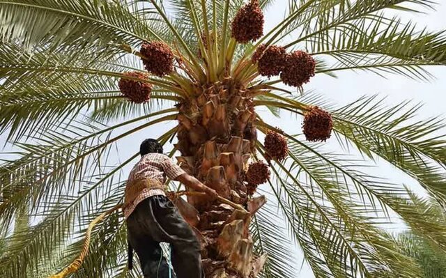 آغاز عملیات خوشهبندی در سطح ۳۱ هزار هکتار از نخلستانهای جنوب کرمان