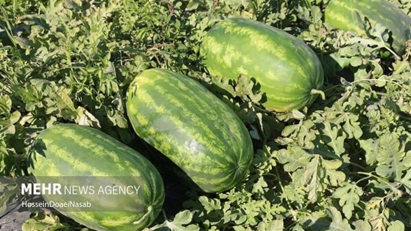 هندوانه‌های تولیدی ایلام سالم‌تر از استانداردهای ملی است