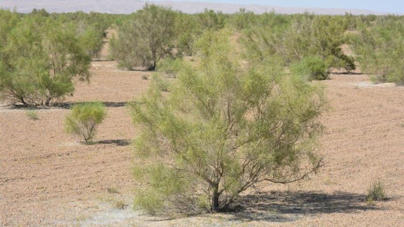 مبارزه با ملخ کوهاندار در ۲۱۰ هکتار تاغزارهای دامغان انجام شد