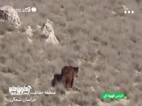 گشت‌وگذار ۳ خرس قهوه‌ای در قرخود خراسان‌شمالی
