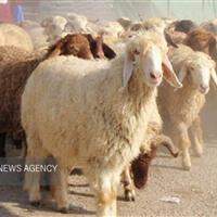 وضعیت بحرانی دام سبک در اصفهان؛ نهاده به دامداران داده نمی‌شود
