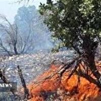 سوختن جنگل‌های بلوط سلسله لرستان در آتش نزاع دو دامدار