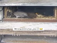 کبوتر خنگی که با پای خودش رفت به قربانگاه 