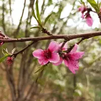 گیلان گرم می‌شود