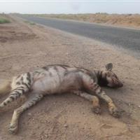 یک تصادف تلخ محیط‌زیستی؛ کفتار ماده‌ای در خراسان جنوبی زخمی شد
