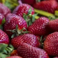 توت فرنگی نوبرانه گیلان راهی بازار شد