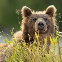 رفتار عجیب خرس مادر با توله‌هایش پس از صید ماهی