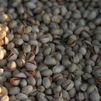 امسال پسته ایران به اروپا صادر می‌شود؟