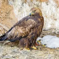  عقاب طلایی و دو جوجه‌اش در لشگردر ملایر