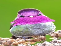مرغ مگس‌خوار از نمای نزدیک